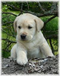 Akc lab puppies for sale in maine. Pin By Boy Dog Names On Cute Animals Labrador Retriever Labrador Retriever Training Labrador Retriever Facts