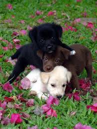 Black One Maggie Brown One Charlie White One Wilson 3 Love My Willie Boo And Maggers Cute Animals Yellow Lab Puppies Cute Baby Animals