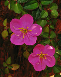 Image result for Dissotis alata