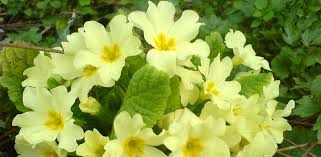 Maybe you would like to learn more about one of these? Bee Friendly Plants 20 Of The Best Plants To Attract Bees By Season