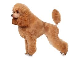 As an akc breeder of merit, all of our puppies come from health certified parents and are socialized with adults & children. Toy Poodle Facts And Information Petcoach