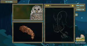 Virtual Owl Pellet Dissection Owl Pellets Animal Adaptations Science Life Cycles