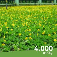 Cung cấp Cỏ Hoàng Lạc, Cỏ Đậu Phộng cho công trình