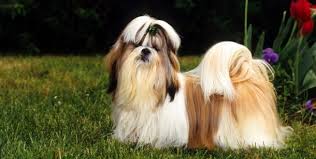 Shih Tzu Hunderassen Lexikon