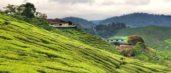 We did not find results for: Cameron Highlands 10 Aktiviti Wajib Buat Penginapan Semakan My