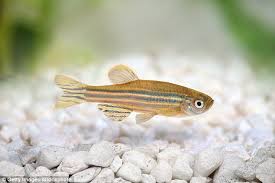 A Breakthrough In The Process Of Cryogenically Preserving Zebrafish Pictured Embryos Could Help To Conserve Some Of The World S Endangered Fish Fish Fish Pet