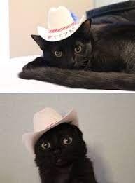 I'm obsessed with going on adventures, photography, writing. 25 Cats In Cowboy Hats Ideas Cats Cowboy Hats Cat Hat