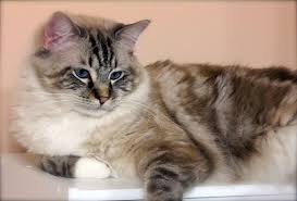 Learn how to housebreak a puppy in 6 days for free. Asheville Nc Ragdoll Meet Michou A Pet For Adoption