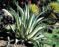 Image result for Agave americana