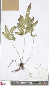 Image result for Pteris preussii