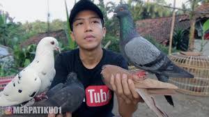 Burung tersebut mudah dijodohkan dengan warna bulu betina apa saja. Merpati Megan Selap Blorok Giring Keket Youtube