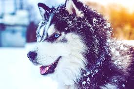 pin auf huskies