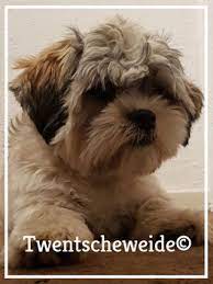 Bekijk meer ideeën over honden, hondjes, maltezer. Boomer Blijmoedige Hond Twentsche Weide
