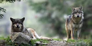 En france, les résultats concernant la présence de loups, leurs répartition sur le territoire, zones de présence, population et évolution des effectifs. Presence Du Loup Signalee A La Limite Entre Le Tarn Et L Herault