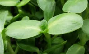 Maybe you would like to learn more about one of these? Grow Difference Between Microgreens Sprouts And Baby Greens Steamy Kitchen Recipes Giveaways