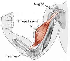 Learn Muscle Names And How To Memorize Them Weight Training Guide Muscle Names How To Memorize Things Arm Muscle Anatomy