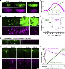 El programa adn filtró un listado de periodistas y los presentó como operadores de la ex funcionaria. Rapid Homeostatic Turnover Of Embryonic Ecm During Tissue Morphogenesis Sciencedirect