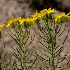 Image result for Senecio mariettae