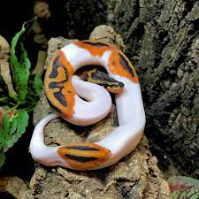 How much is a ball python at petsmart? Pied Ball Python For Sale Online Baby Piebald Pythons For Sale Near Me