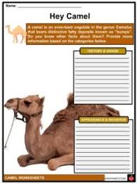 Camels have thick lips which let them forage for thorny plants other animals can't eat. Camel Facts Worksheets Origin Description Adaptations For Kids