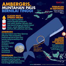 Ambergris has been prized for centuries and is used as a fixative for fine perfumes, medicinal purposes and as an aphrodisiac. Ambergris Kotoran Dan Muntahan Paus Yang Bermanfaat Serta Mahal Grafis Tempo Co