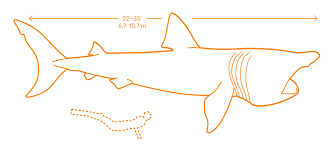 Maybe you would like to learn more about one of these? Sharks Selachii Dimensions Drawings Dimensions Com