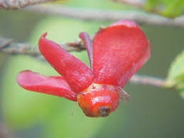 Image result for Vausagesia