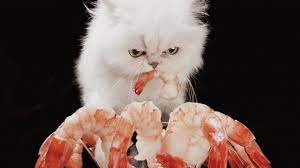 Can Cats Eat Shrimp Is Shrimp Safe For Cats Cattime