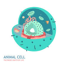 Maybe you would like to learn more about one of these? Animal Cell Stock Illustrations 9 617 Animal Cell Stock Illustrations Vectors Clipart Dreamstime