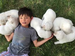 They love to hunt, fish, and even help with our working cattle ranch! Heatherdowns Labradors Ltd