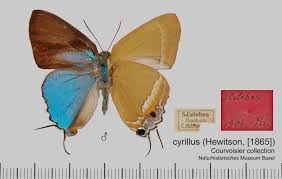 Linge de maison, décoration et ameublement dédiés à la chambre, la salle de bain, la salle à manger ou la cuisine, nos conseillers cyrillus sont disponibles pour vous aider en matière d'aménagement d'intérieur. Tajuria Cyrillus Cyrillus Wikispecies