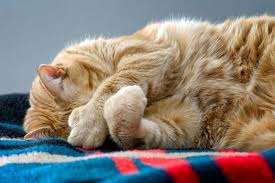 If you have a polydactyl cat, be sure to buy it a scratching post or board. 7 Things You Didn T Know About Polydactyl Cats All About Cats