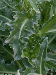 Image result for Carduus nyassanus