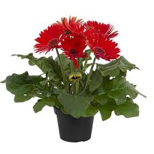 Image result for Gerbera