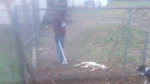 Petition · We want justice for the animals, to make sure Chrystal Wright  and Maudrice Daniels are prosecuted to the fullest extent of the law, and  for this not to be allowed