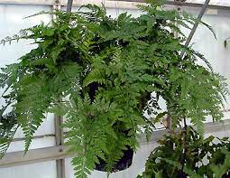 Davallia fejeensis is a species of fern in the davalliaceae family. Rabbit S Foot Fern Davallia Fejeensis Calyx Flowers Inc