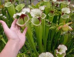 Pitcher plants are fascinating carnivorous plants that are. North Walton Pitcher Plant Bog Boasts International Fame Walton Outdoors