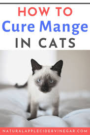 While home remedies can help cats overcome a mild stomach ache, any cat that has lost its appetite, appears sluggish or in pain, vomits very frequently, or has uncontrollable diarrhea with a lot of fluid loss should be seen by a veterinarian. How To Naturally Cure Cat Mange With Apple Cider Vinegar Apple Cat Cider Cure Mange N Cat Health Remedies The Cure Natural Home Remedies