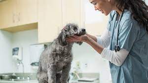 We did not find results for: How To Treat Folliculitis In Dogs