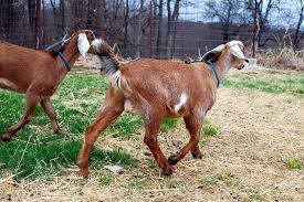 What does topping and tailing your baby involve? 10 Must Have Items For Goats Oak Hill Homestead