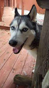 Northern california sled dog rescue; Dog For Adoption Shadow A Siberian Husky In Ellijay Ga Petfinder