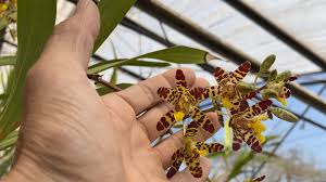 Image result for Ansellia africana