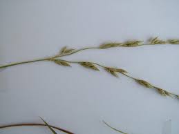 Image result for Alloteropsis