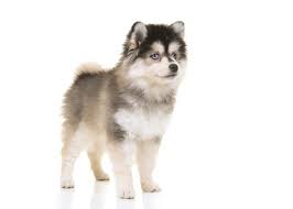 Crossbreeding of dogs often leads to the puppies taking on a few characteristics from both parents. Pomeranian Husky Mix Pomsky Cost Lifespan And Temperament Family Life Share