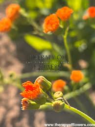 Image result for Emilia integrifolia