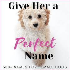 You can use our sibling name generator to find matching brother and sister names for the name jack. 300 Unique Female Dog Names By Category Pethelpful