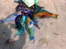 fishing in the red sea saudi arabia the red sea fishing uk red sea