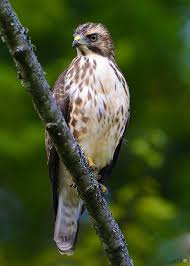 Birds Of Prey Western North Carolina Broad Winged Hawk Bird Life List Birds Of Prey During The Summer