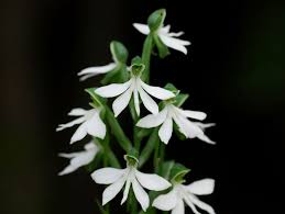 Image result for Bonatea antennifera