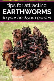 Worm compost doesn't burn plants. How To Attract Earthworms To Your Garden Earthworms Backyard Garden Earthworm Farm